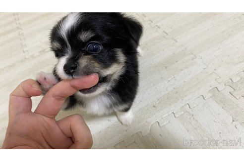 成約済の兵庫県のチワワ(ロングコート)-253569の2枚目